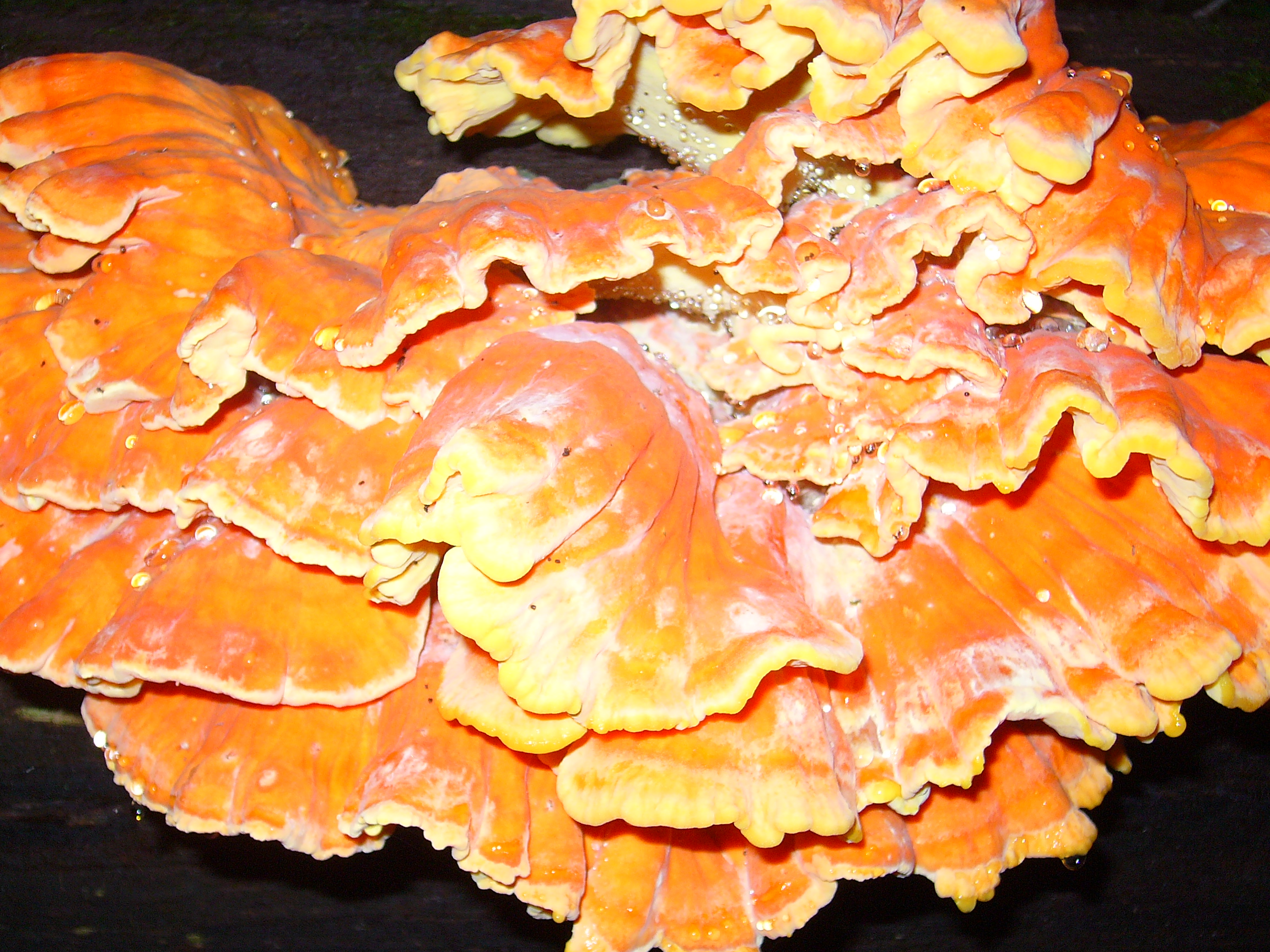 images/Live%20Fungus%20Beausoleil%20Is..JPG